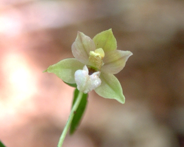 Epipactis cfr. schubertiorum